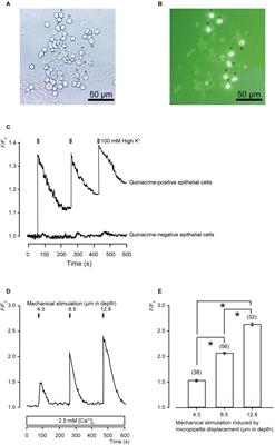 Merkel Cells Release Glutamate Following Mechanical Stimulation: Implication of Glutamate in the Merkel Cell-Neurite Complex